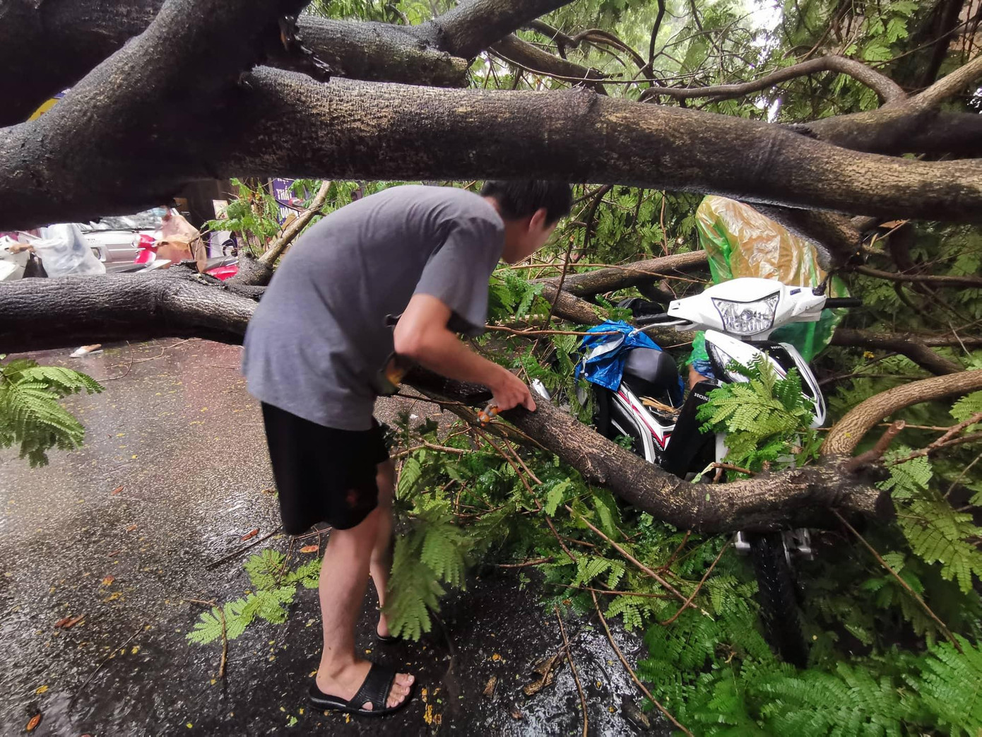 Chiếc xe máy bị cây đè. Ảnh: N.T