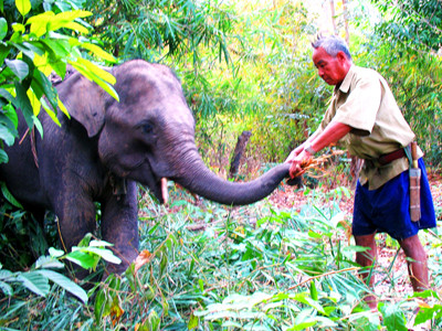 Nài voi Ama Bích dạy voi Khăm Bun khi mới săn về. Nài voi Ama Bích dạy voi Khăm Bun khi mới săn về
