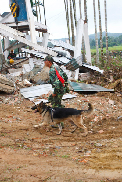 Chó nghiệp vụ tham gia tìm kiếm thi thể người bị nạn và mất tích
