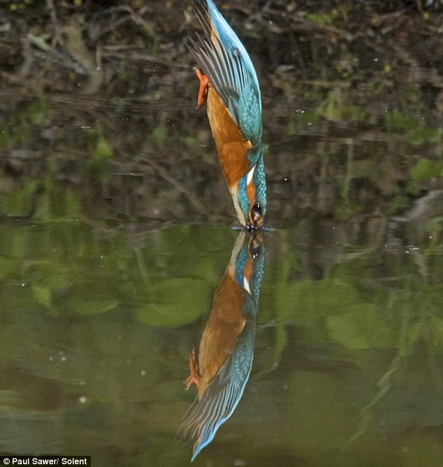 "Thợ săn" lao xuống nước như một mũi tên. Hình ảnh phản chiếu của một con bói cá trên mặt nước. Vọt lên khỏi mặt nước khi bắt được mồi "Án binh bất động" để chờ con mồi xuất hiện.