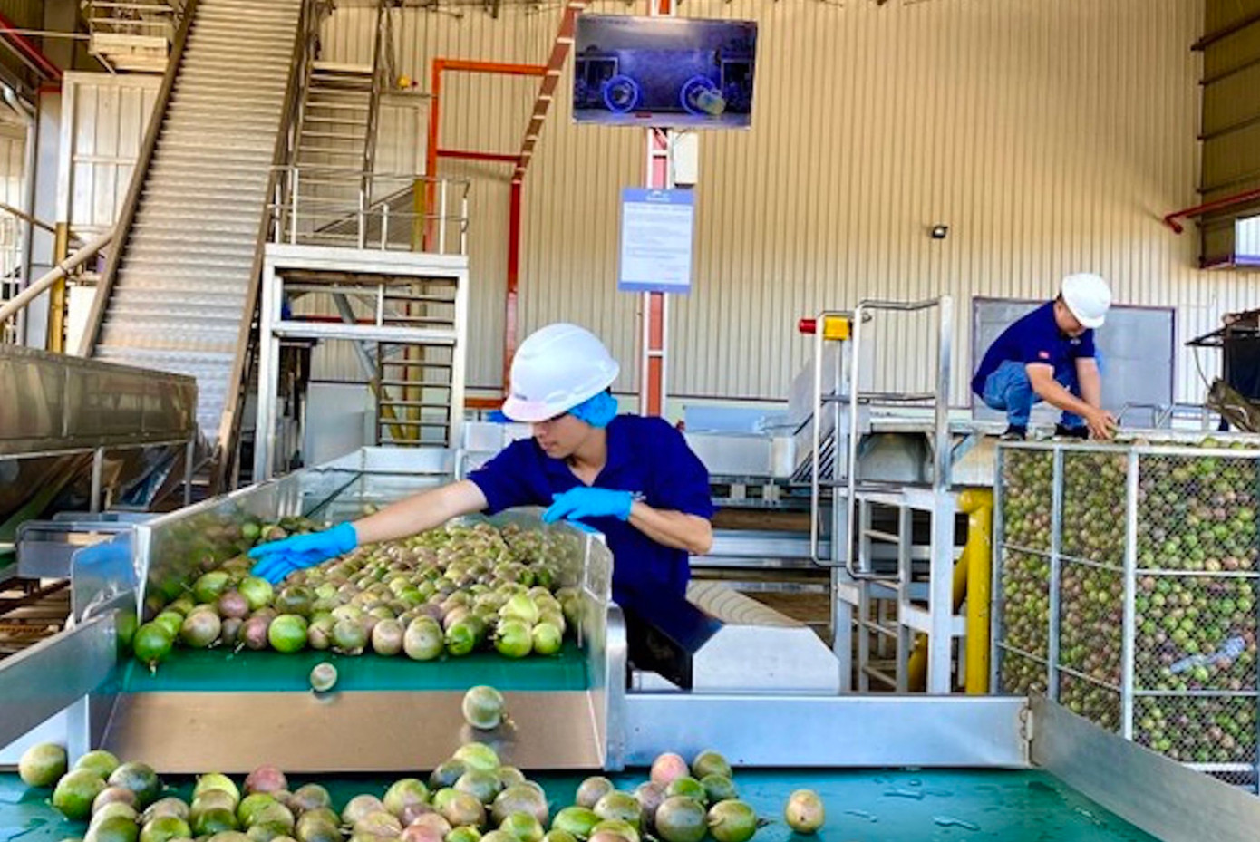 Gia Lai có nhiều mặt hàng nông sản chất lượng, đa dạng