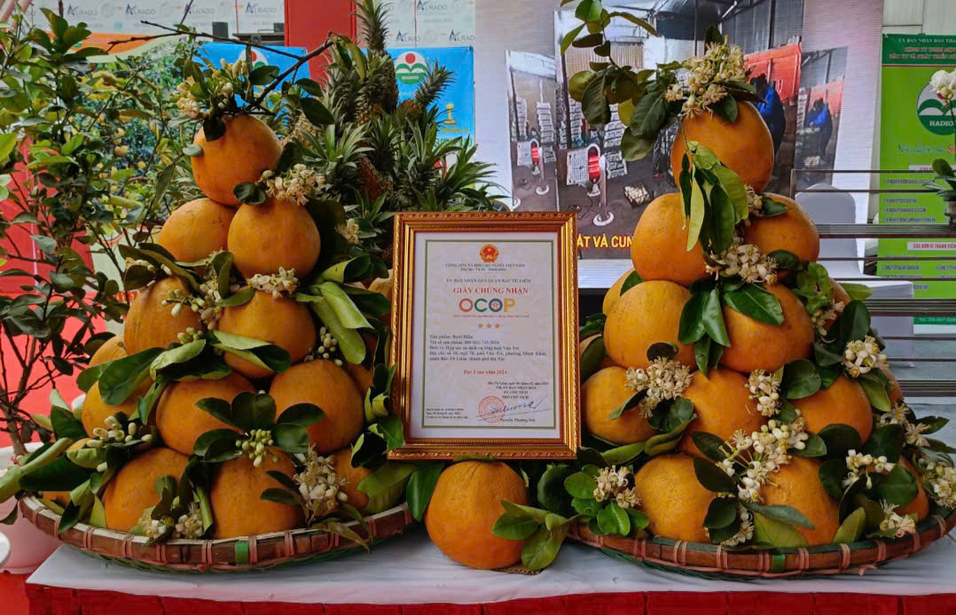 Đặc sản bưởi Diễn Hadico được UBND quận Bắc Từ Liêm cấp Giấy chứng nhận OCOP chuẩn 3 sao năm 2023 Đặc sản bưởi Diễn Hadico được UBND quận Bắc Từ Liêm cấp Giấy chứng nhận OCOP chuẩn 3 sao năm 2023