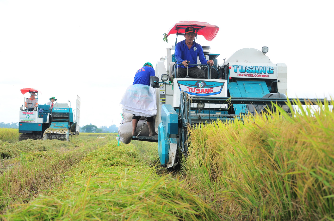 Thu hoạch lúa chất lượng cao phát thải thấp trên cánh đồng mô hình điểm ở Cần Thơ. Thu hoạch lúa chất lượng cao phát thải thấp trên cánh đồng mô hình điểm ở Cần Thơ.