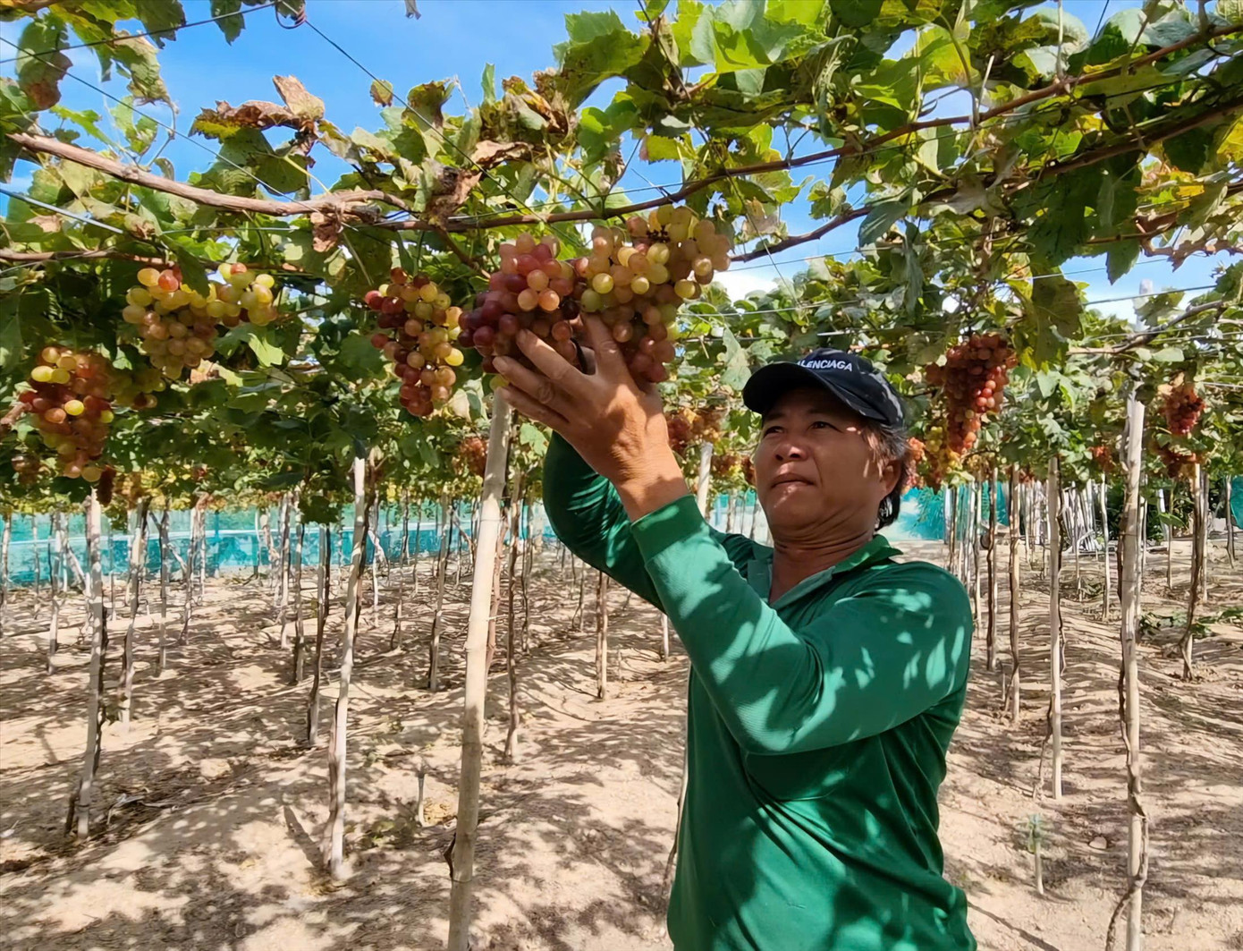 Vùng đất Thái An nổi tiếng với nghề trồng nho, trồng tỏi của tỉnh Ninh Thuận