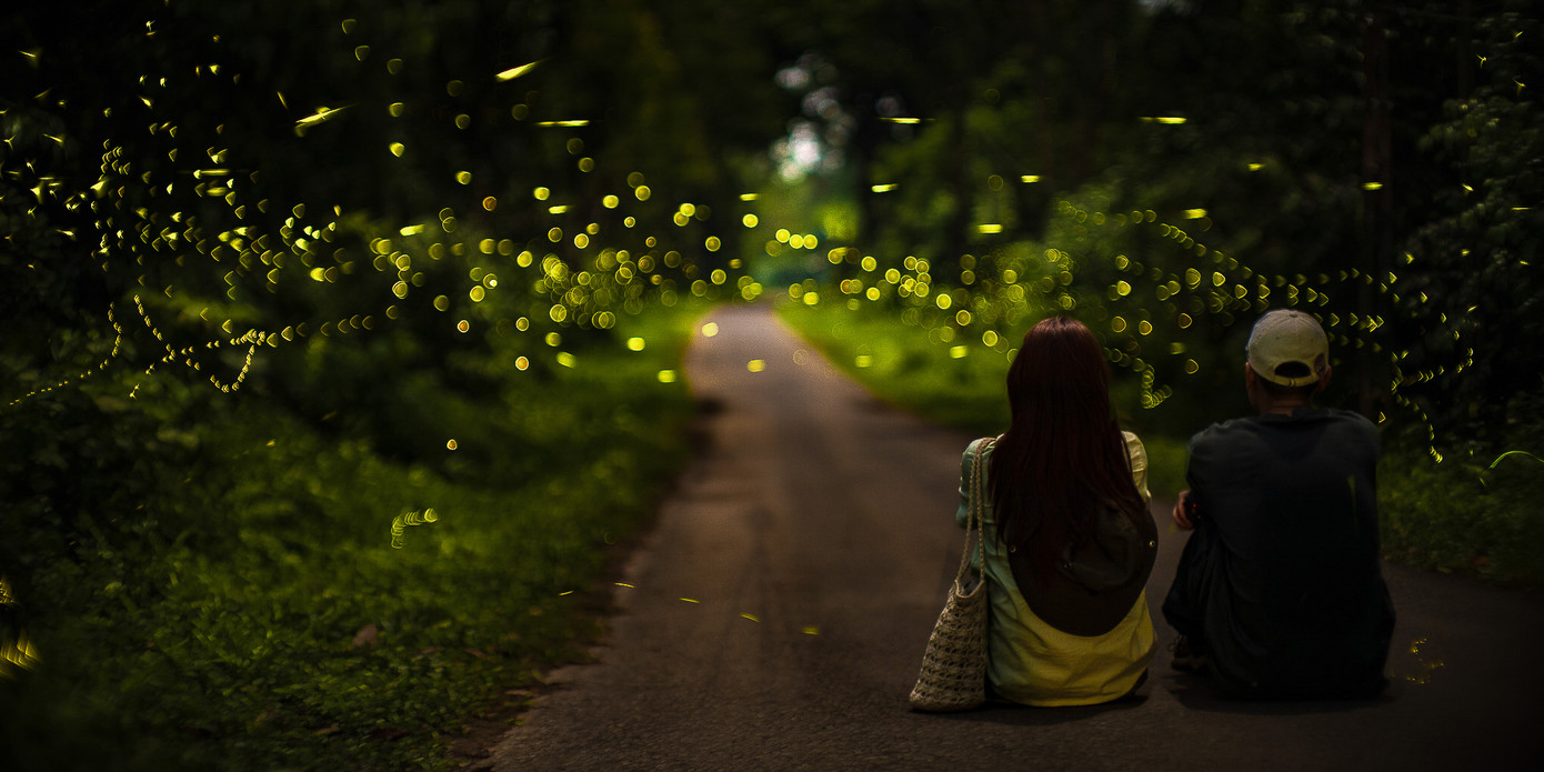 Tua ngắm đom đóm ở Cúc Phương được nhiều du khách hưởng ứng Tua ngắm đom đóm ở Cúc Phương được nhiều du khách hưởng ứng