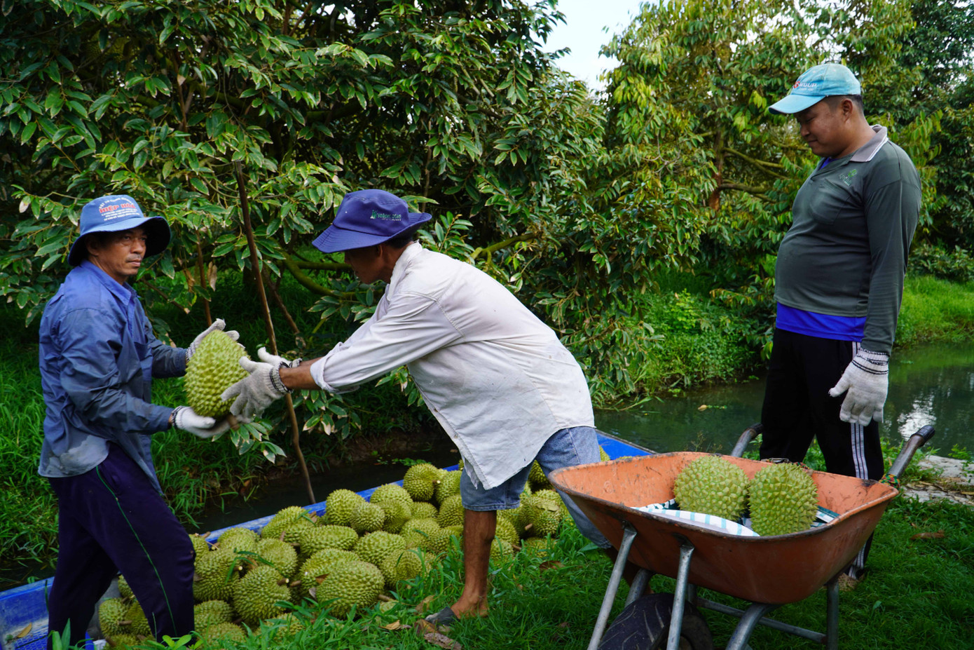Việc hàng loạt thị trường liên tục thay đổi dư lượng thuốc BVTV, an toàn thực phẩm khiến người nông dân lúng túng