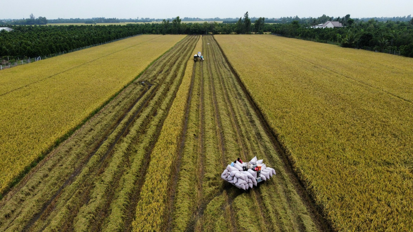 Ngành lúa gạo đang thực hiện cuộc chuyển mình trong thay đổi tư duy. Ngành lúa gạo đang thực hiện cuộc chuyển mình trong thay đổi tư duy.