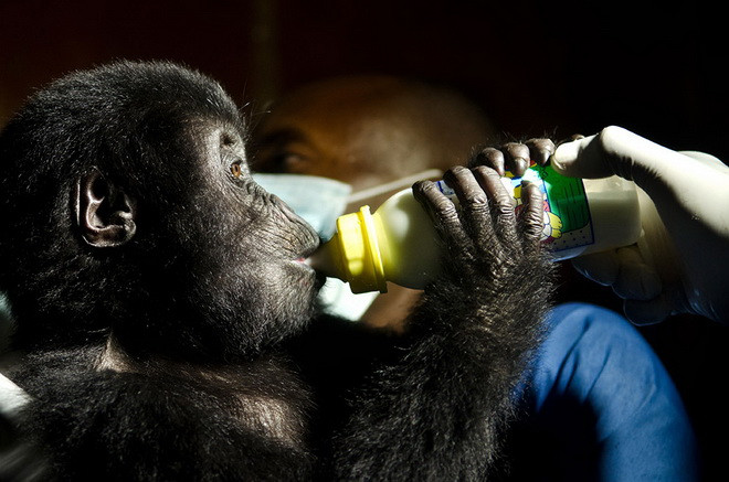 Grauer được cho uống sữa