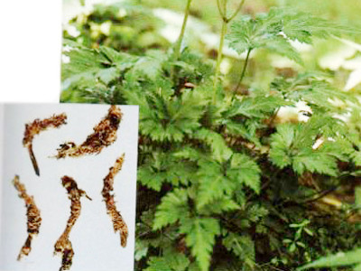 Hoàng liên ngâm rượu chấm vào răng lợi bị viêm rất tốt. Hoàng liên ngâm rượu chấm vào răng lợi bị viêm rất tốt