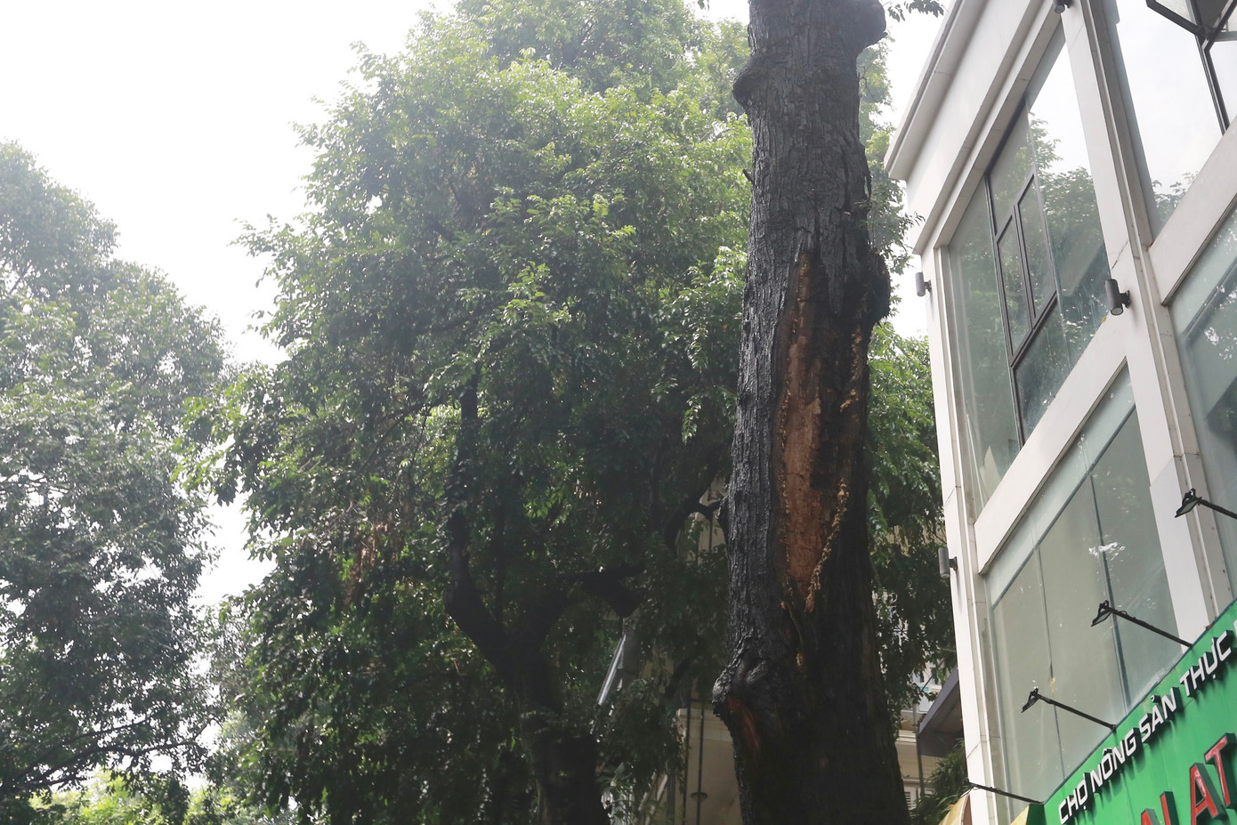 Hàng cây cổ thụ trên phố Lò Đúc có dấu hiệu bong tróc, ruỗng phần gốc nhưng vẫn không được xử lý, di dời. "Đây là tuyến đường tôi hay đi qua để đến cơ quan, những ngày nắng không sao, nhưng những ngày mưa đi qua đây rất sợ vì cây có thể đổ bất cứ lúc nào. Thân cây còn to và nặng, nếu đổ thì sẽ rất nguy hiểm", chị Huyền (quận Hai Bà Trưng) chia sẻ.