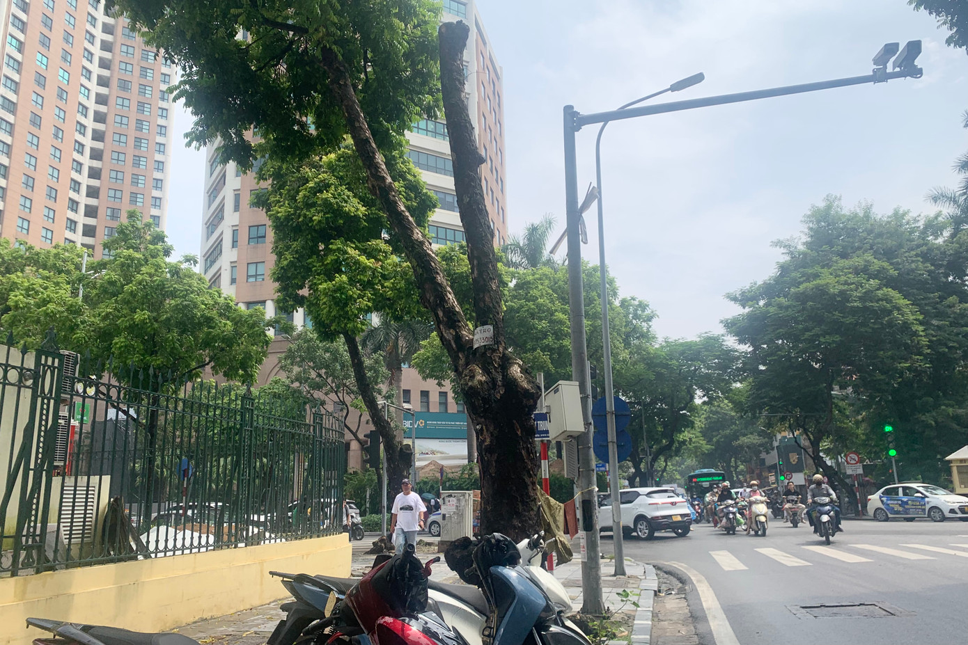 Cây chết khô trên phố Hai Bà Trưng.