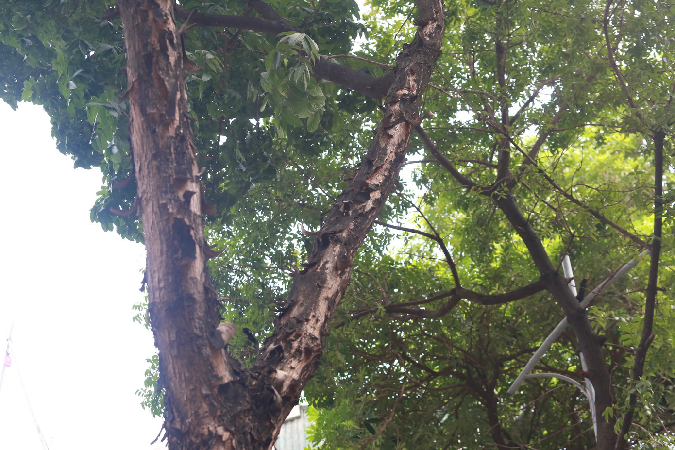 Nhiều thân cây xanh bong tróc nhiều mảng, mục rữa.