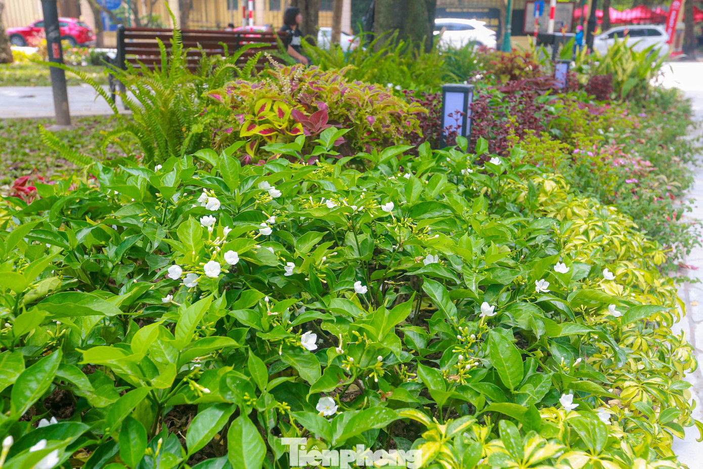 Các bồn hoa đều được "thay áo mới" rực rỡ với đa dạng các loài hoa chào mừng Quốc khánh 2/9.