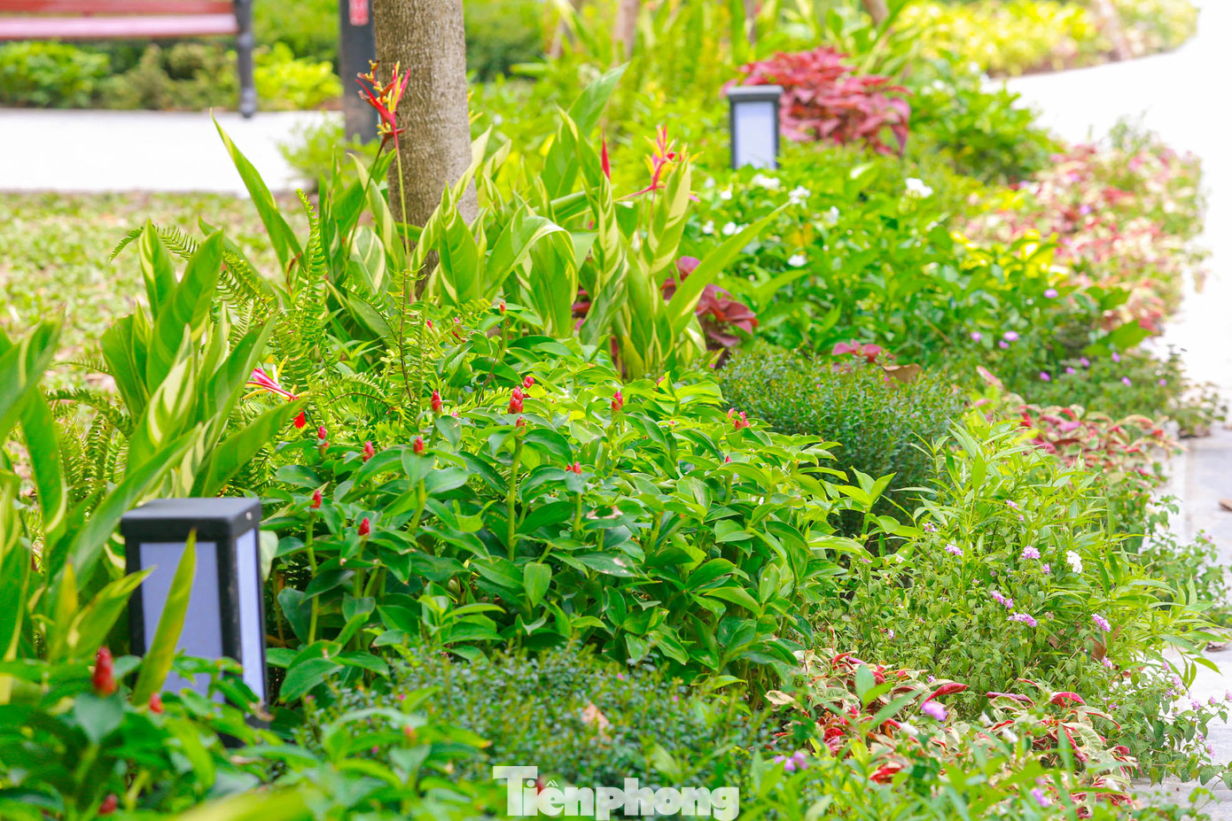 Các bồn hoa đều được "thay áo mới" rực rỡ với đa dạng các loài hoa chào mừng Quốc khánh 2/9.