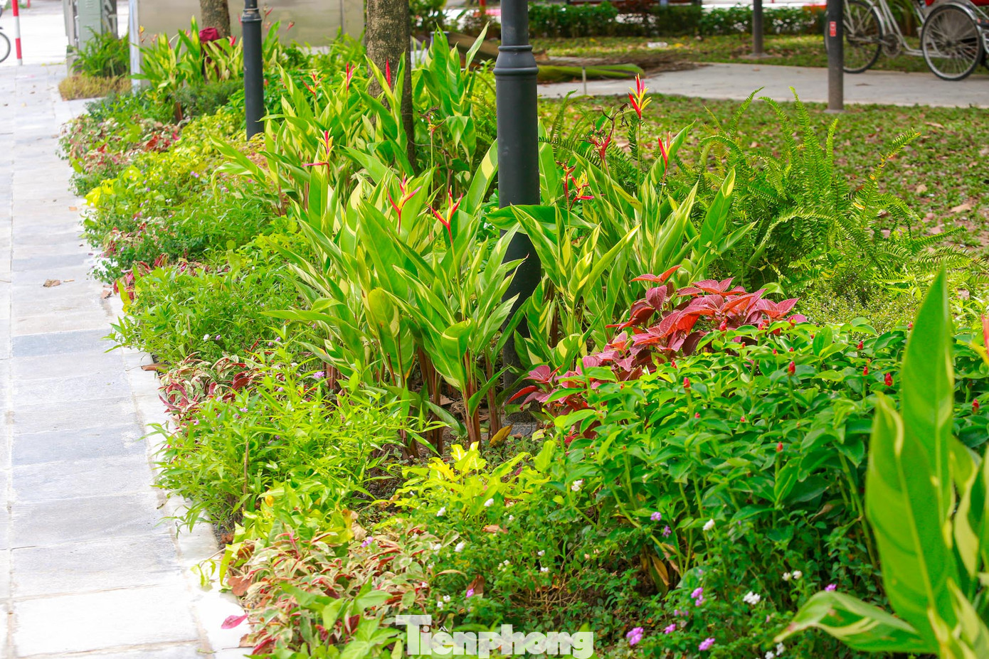 Các bồn hoa đều được "thay áo mới" rực rỡ với đa dạng các loài hoa chào mừng Quốc khánh 2/9.