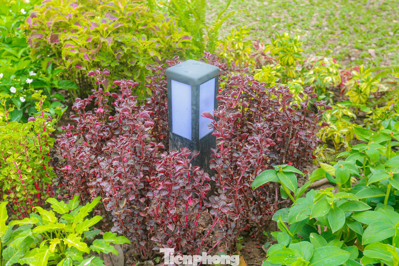 Các bồn hoa đều được "thay áo mới" rực rỡ với đa dạng các loài hoa chào mừng Quốc khánh 2/9.