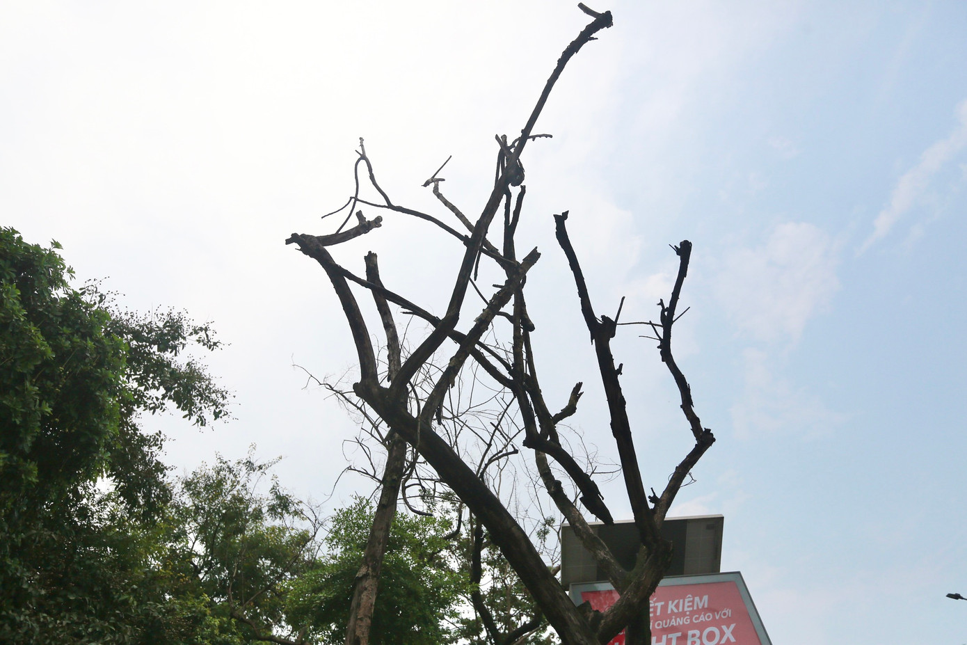 Cành cây khẳng khiu, trụi lá nằm ngay trên phố Hà Nội.