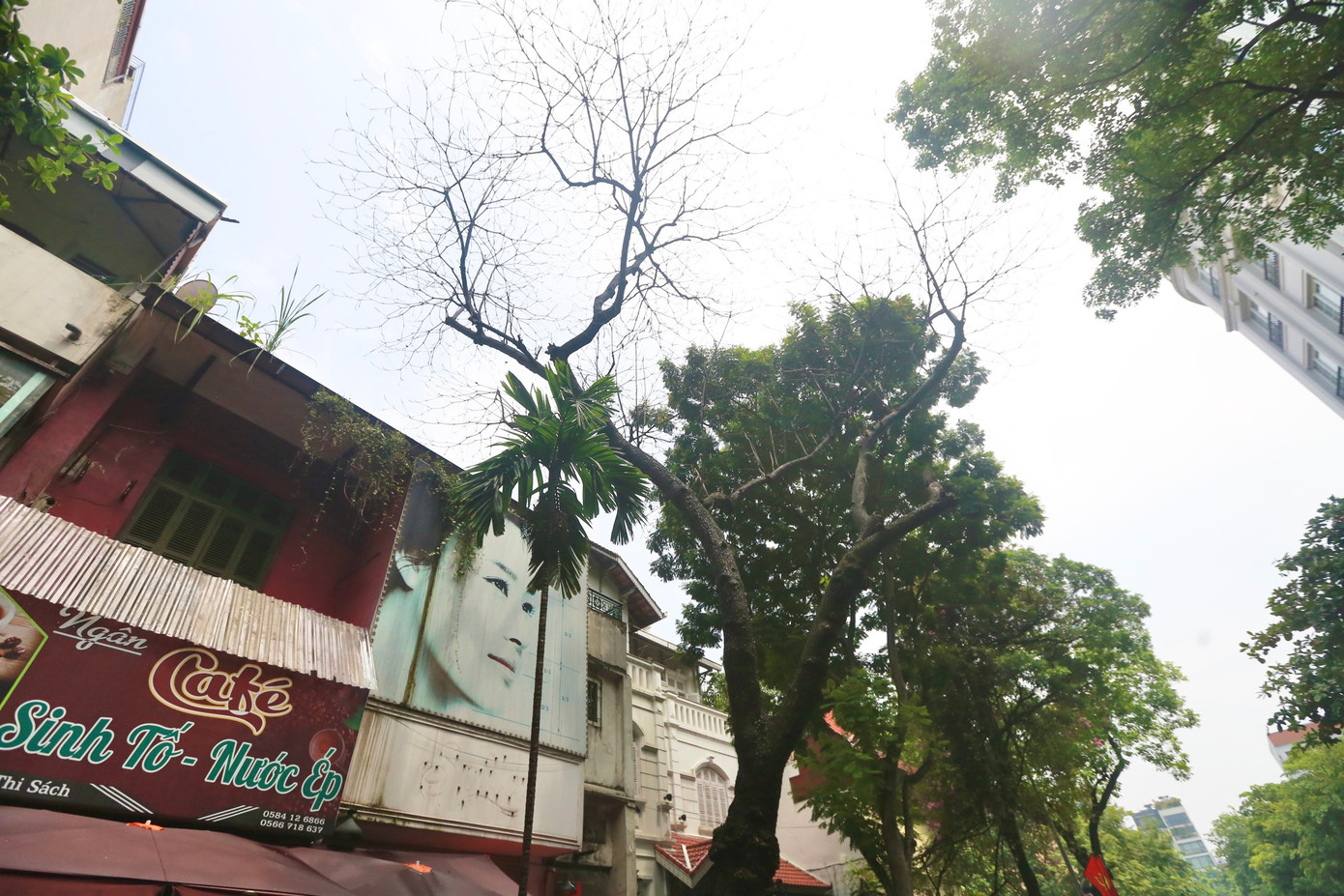 "Cây này tồn tại ở phố đã lâu, nhiều năm không ra lá, nghi đã chết khô, đến nay vẫn chưa thấy đơn vị nào đến xử lý. Mỗi lần mưa gió lớn ai cũng lo sợ cây đổ vào nhà hoặc gây tai nạn cho người đi đường", chị Ngân (quận Hai Bà Trưng) chia sẻ.