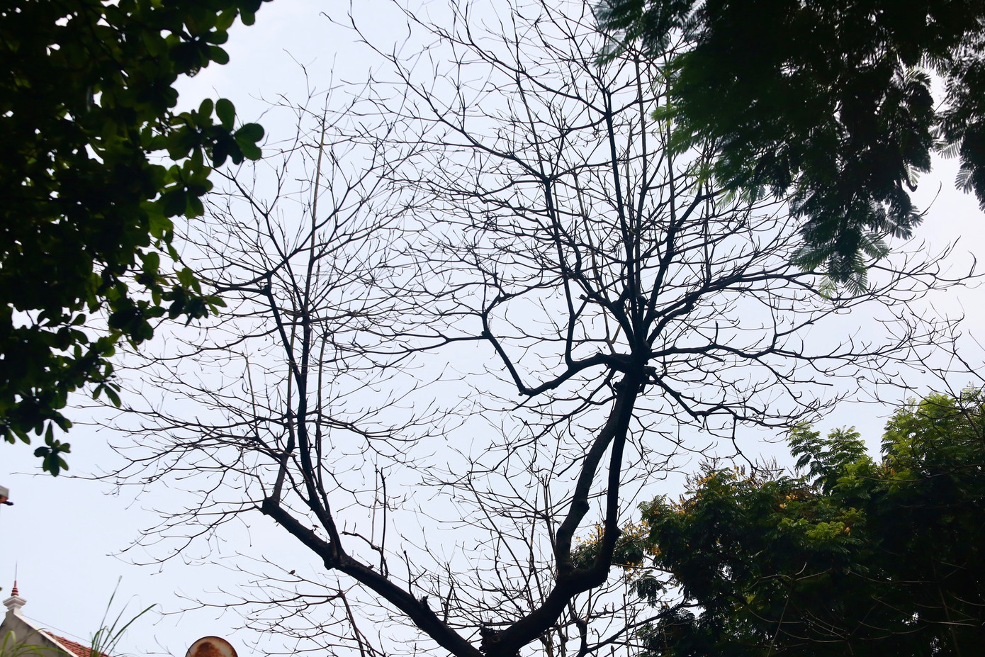 "Cây này tồn tại ở phố đã lâu, nhiều năm không ra lá, nghi đã chết khô, đến nay vẫn chưa thấy đơn vị nào đến xử lý. Mỗi lần mưa gió lớn ai cũng lo sợ cây đổ vào nhà hoặc gây tai nạn cho người đi đường", chị Ngân (quận Hai Bà Trưng) chia sẻ.