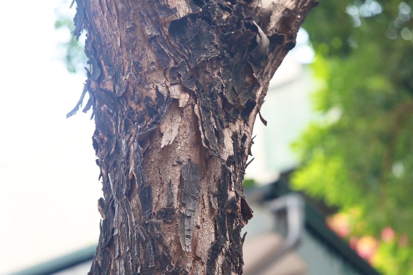 Nhiều thân cây xanh bong tróc nhiều mảng, mục rữa.