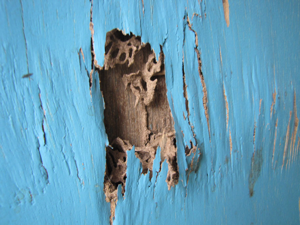 Nhiều chỗ trên vách ngăn đã bị mối mọt, mục nát. Ảnh: Trường Phong