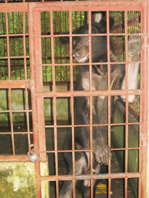 Thú sập bẫy được cứu hộ Ảnh: P.S