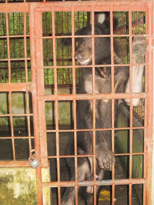 Thú sập bẫy được cứu hộ. Ảnh: P.S. Thú sập bẫy được cứu hộ Ảnh: P.S