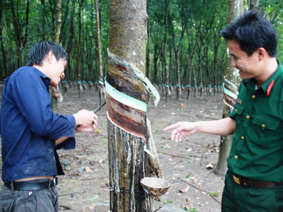Cán bộ Trung đoàn 717 hướng dẫn người dân đồng bào dân tộc thiểu số trồng cây cao su phát triển kinh tế, bảo vệ an ninh quốc phòng