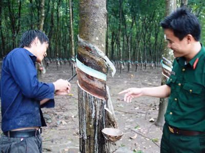Cán bộ Trung đoàn 717 hướng dẫn người dân đồng bào dân tộc thiểu số trồng cây cao su phát triển kinh tế, bảo vệ an ninh quốc phòng