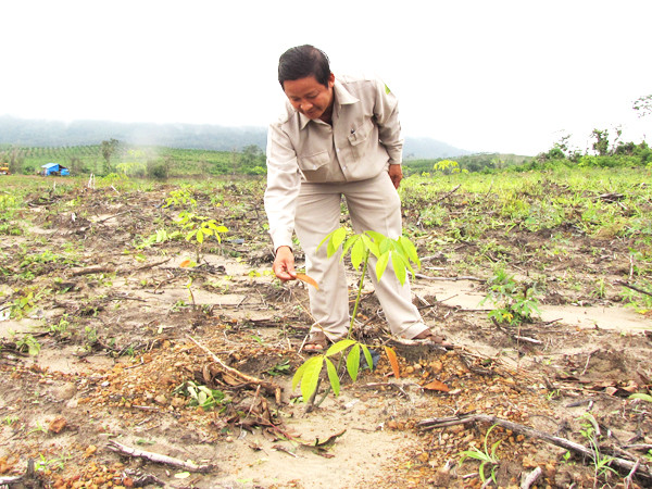 Hàng chục ngàn hec ta rừng đã được san ủi để trồng cao su. Hàng chục ngàn hec ta rừng đã được san ủi để trồng cao su