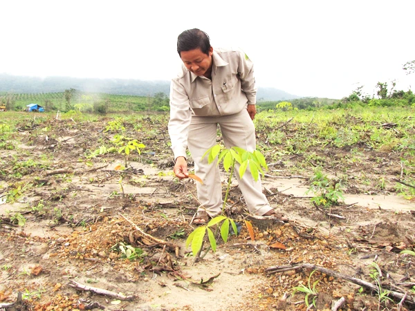 Hàng chục ngàn hec ta rừng đã được san ủi để trồng cao su