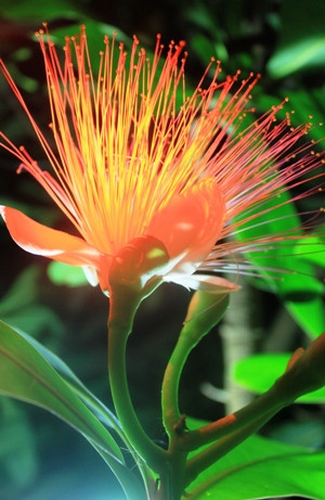 Biến tấu của hoa