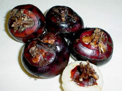 Nước củ năn rất tốt cho người bị khàn tiếng. Nước củ năn rất tốt cho người bị khàn tiếng