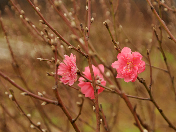 Không khí Tết đang về dần từ những làng đào, làng hoa