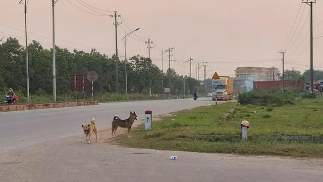 Tình trạng chó thả rông, không rọ mõm ngoài đường (ảnh minh hoạ)