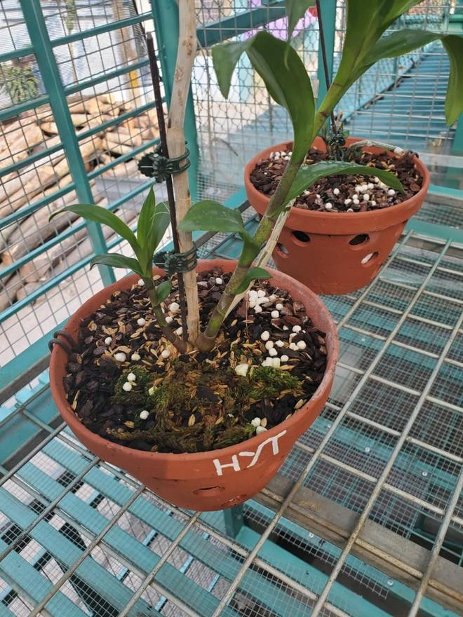 Một trong những cây hoa lan được thảo thuận mua bán với số tiền bạc tỷ Một trong những cây hoa lan được thảo thuận mua bán với số tiền bạc tỷ