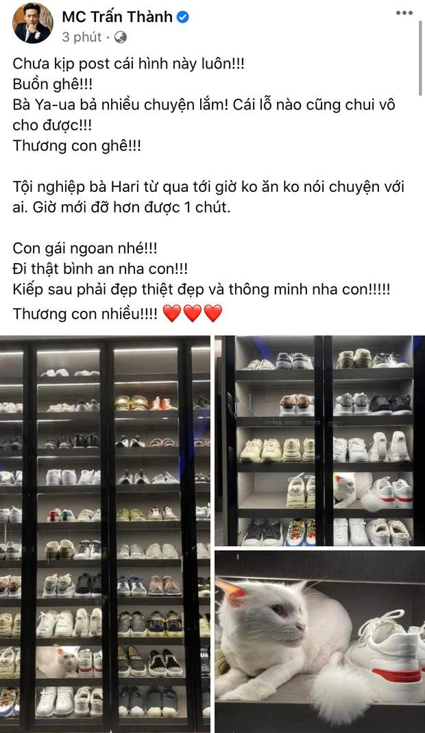 Trấn Thành - Hari Won xúc động đăng bài chia sẻ câu chuyện bé mèo qua đời. Trấn Thành - Hari Won xúc động đăng bài chia sẻ câu chuyện bé mèo qua đời.