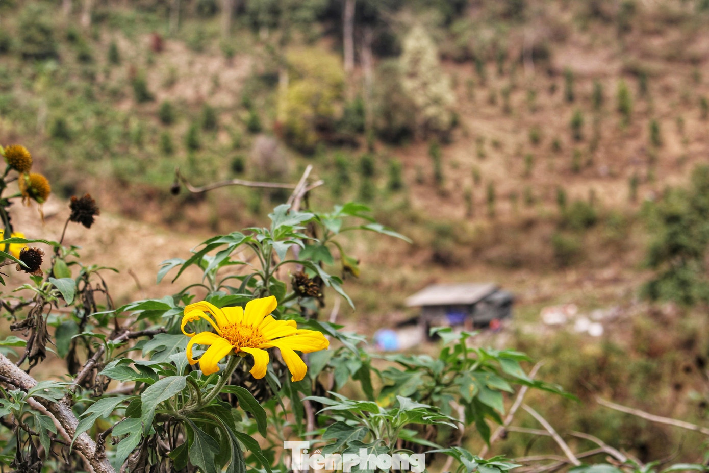 Hoa dã quỳ ở huyện Phong Thổ của Lai Châu cũng khoe sắc bên triền núi khi tháng 3 về. (Ảnh: Lộc Liên)