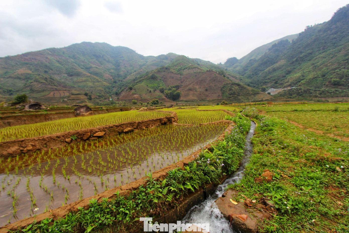 Tháng 3 ở Lai Châu còn có những cánh đồng ruộng bậc thang vừa cấy lúa xong. Và chỉ vài tháng sau, những cây lúa này sẽ cho ra loại gạo Séng Cù thơm ngon nức tiếng, giúp bà con có cuốc sống ấm no và hạnh phúc hơn. (Ảnh: Lộc Liên)