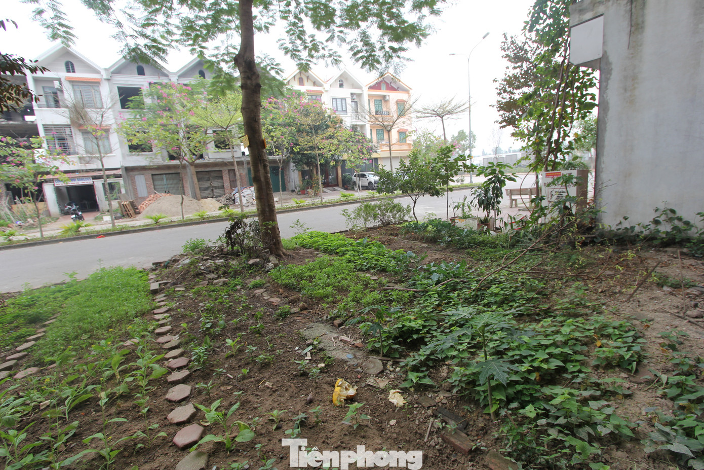 Vỉa hè của KĐT, nơi có thì bị “cày” lên để trồng rau, nơi không có thì thành bãi tập kết rác thải, bốc mùi xú uế.