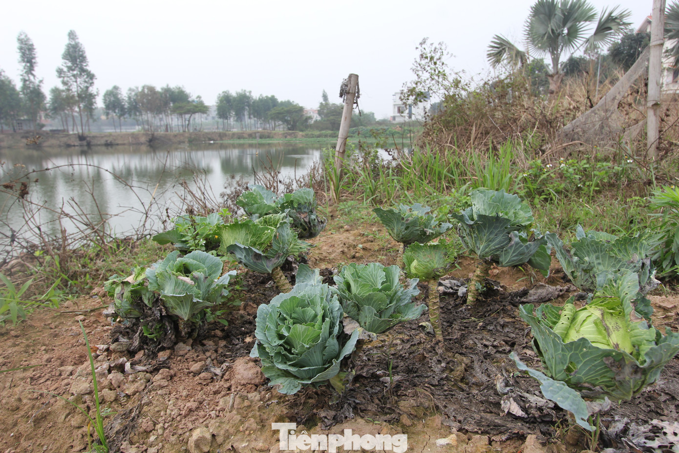Hồ điều hòa, nơi được coi là trái tim của KĐT vẫn chỉ là hồ nước bỏ không, cây cỏ mọc dại um tùm, rắn rết đầy rẫy. Nhiều cư dân bức xúc cho biết, họ mua đất vì được quảng cáo là có view hồ, nhưng gần 20 năm rồi mà hồ đâu chẳng thấy chỉ thấy ao nước như hố bom thời chống Mỹ.