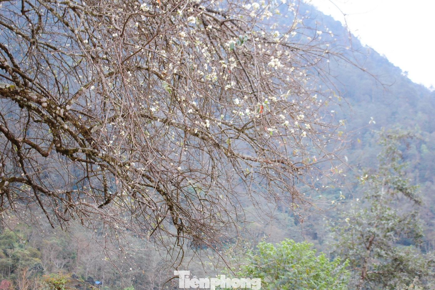 Người Lai Châu kháo nhau rằng, sơn tra nhiều nhất ở Dào San, Sìn Hồ, Sin Suối Hồ, Tả Lèng… mỗi vùng sơn tra lại có hương vị rất riêng như sơn tra ở Sìn Hồ thường chát hơn còn sơn tra ở Dào San thì giòn và có vị chát dịu nhẹ. (Ảnh: Lộc Liên)