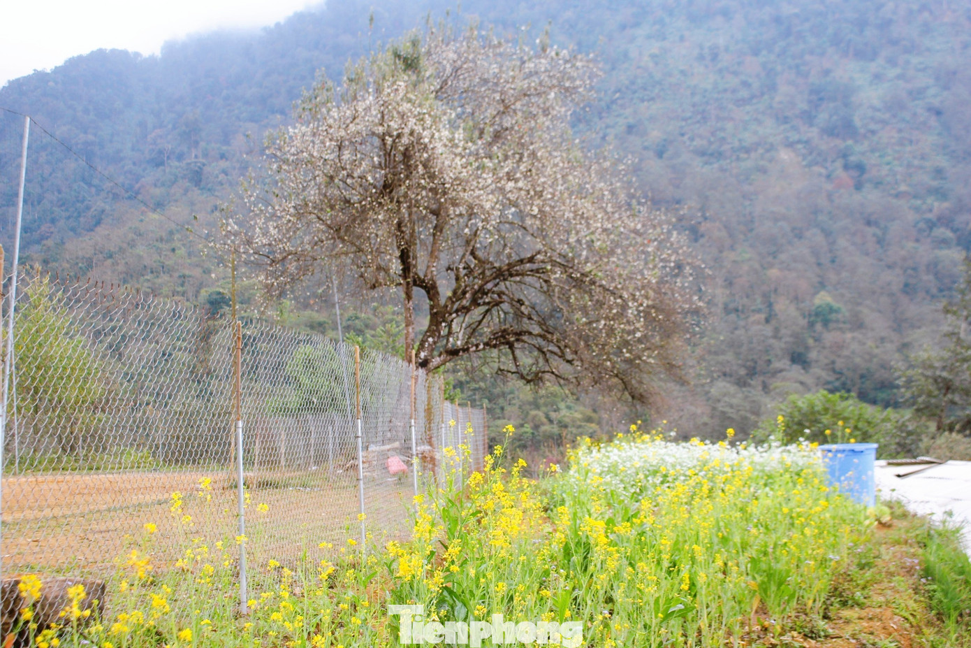 Khung cảnh nên thơ bên gốc sơn tra ở bản du lịch Sin Suối Hồ (xã Sin Suối Hồ, huyện Phong Thổ) những ngày cuối xuân. (Ảnh: Lộc Liên)