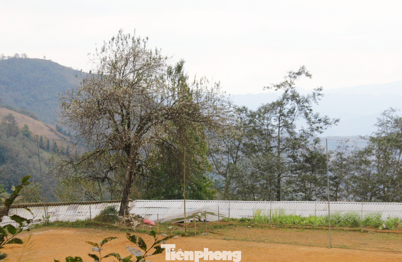 Du lịch vùng cao khởi sắc, quả sơn tra theo chân du khách xuống núi, trở thành thứ quả đặc sản của miền sơn cước tự bao giờ. Và thế là, mùa hoa sơn tra cũng trở thành mùa hoa đặc trưng của Tây Bắc nói chung và Lai Châu nói riêng. (Ảnh: Lộc Liên)