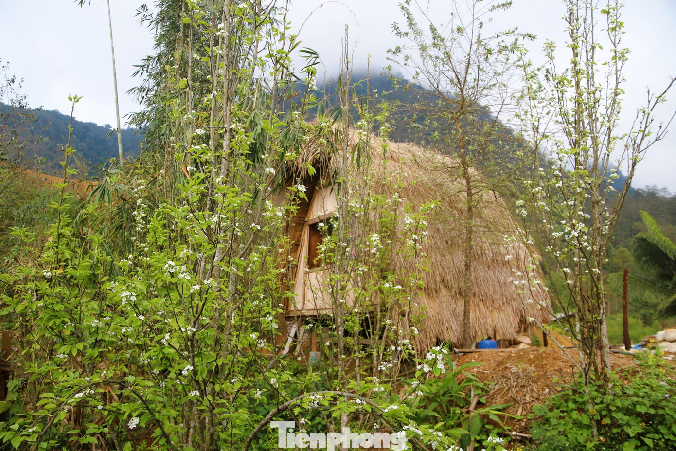 Không chỉ sơn tra, về Lai Châu mùa này du khách còn được chìm đắm trong sắc lê trắng và màu vàng của hoa cải. (Ảnh: Lộc Liên)