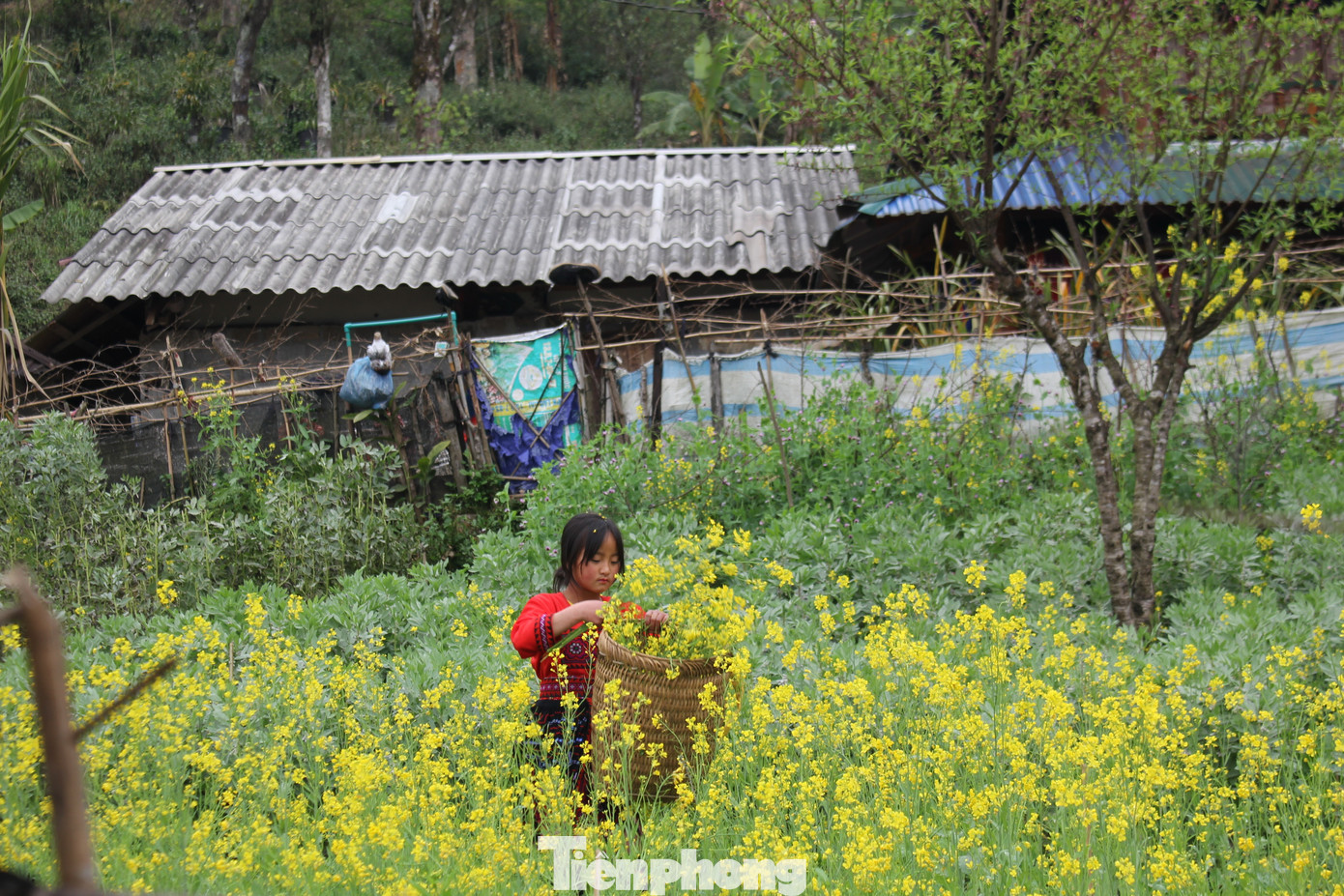 Không chỉ sơn tra, về Lai Châu mùa này du khách còn được chìm đắm trong sắc lê trắng và màu vàng của hoa cải. (Ảnh: Lộc Liên)