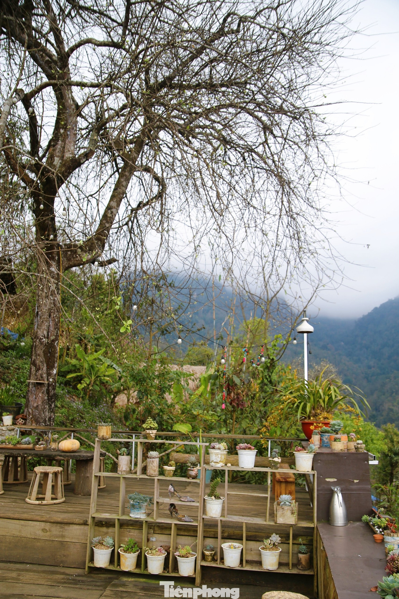 Mỗi độ hoa sơn tra nở, đi khắp các bản người Mông, du khách lúc nào cũng được hít căng lồng ngực hương thơm ngọt ngào mà thanh mát như hương vị của đại ngàn đang hòa trong gió. (Ảnh: Lộc Liên)