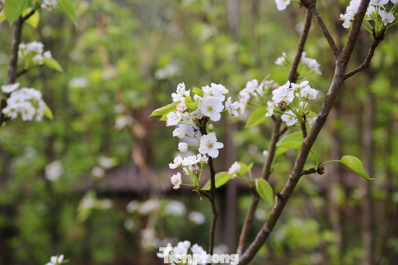 Không chỉ sơn tra, về Lai Châu mùa này du khách còn được chìm đắm trong sắc lê trắng và màu vàng của hoa cải. (Ảnh: Lộc Liên)
