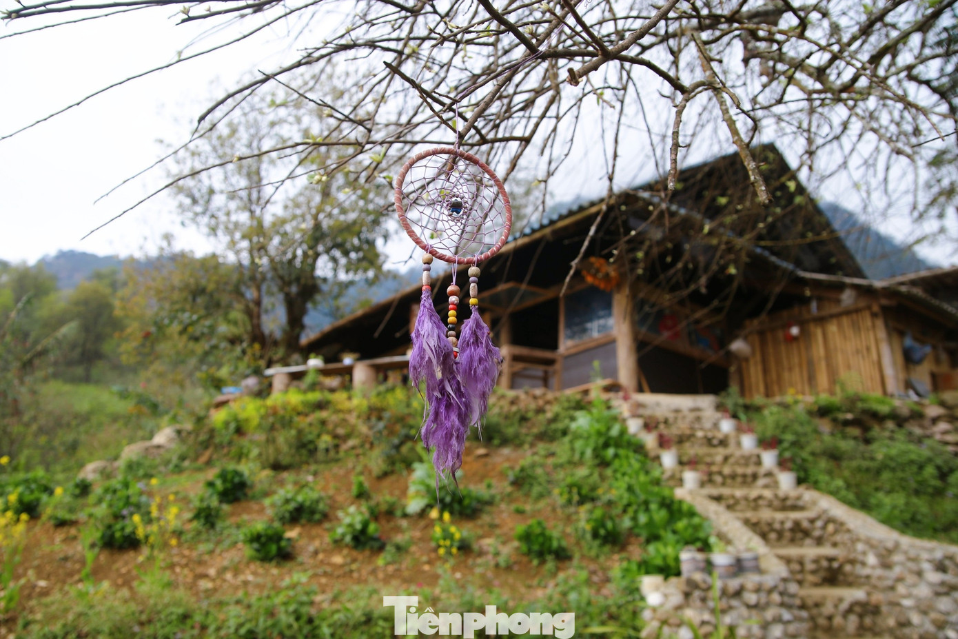 Mỗi độ hoa sơn tra nở, đi khắp các bản người Mông, du khách lúc nào cũng được hít căng lồng ngực hương thơm ngọt ngào mà thanh mát như hương vị của đại ngàn đang hòa trong gió. (Ảnh: Lộc Liên)