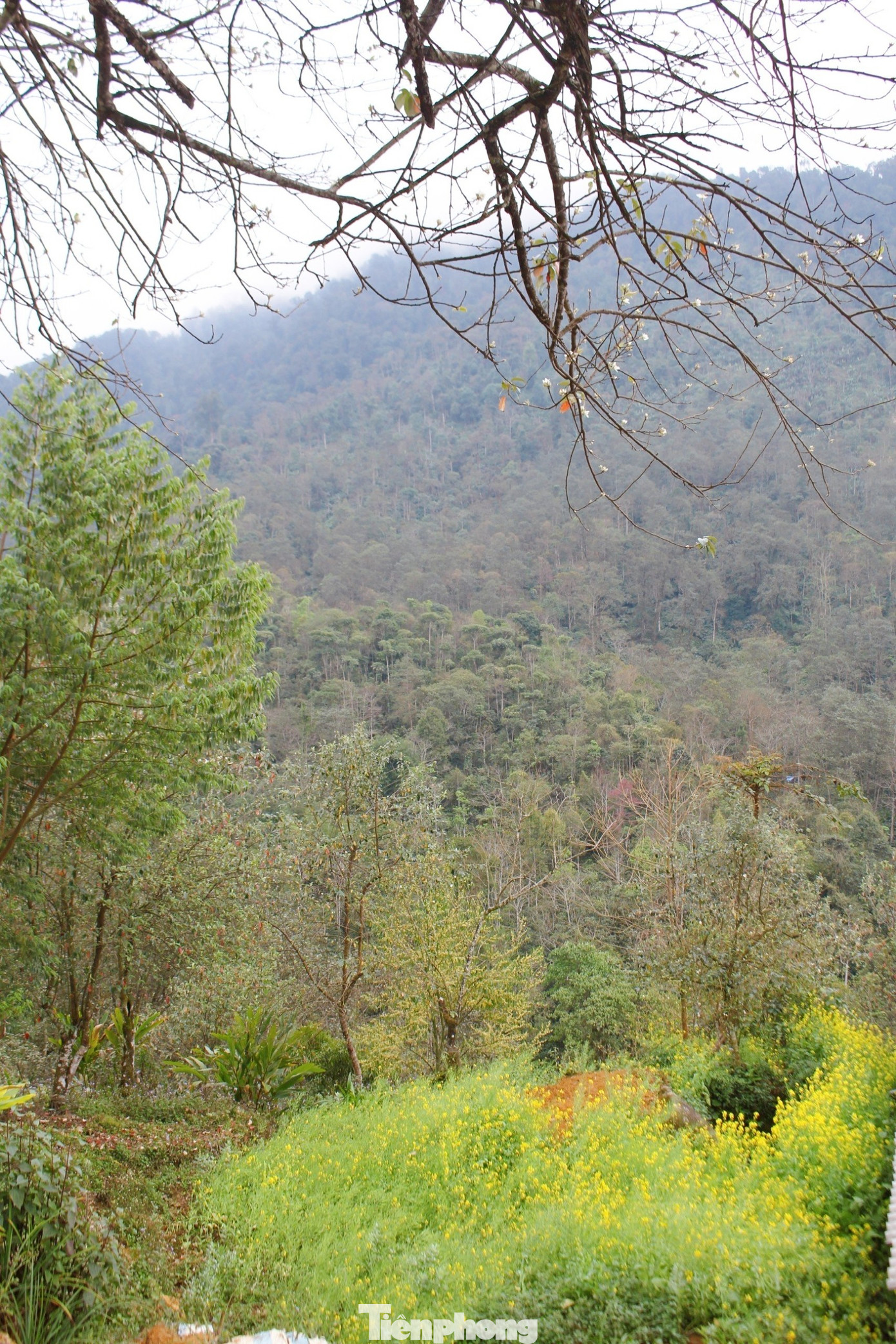 Sơn tra ngày trước mọc tự nhiên trong những cánh rừng sâu, nhiều nhất là ở các tỉnh Sơn La, Yên Bái, Lào Cai và Lai Châu. Quả sơn tra được bà con người Mông thu hoạch đem bán để ngâm rượu, ngâm mật ong, đường… (Ảnh: Lộc Liên)